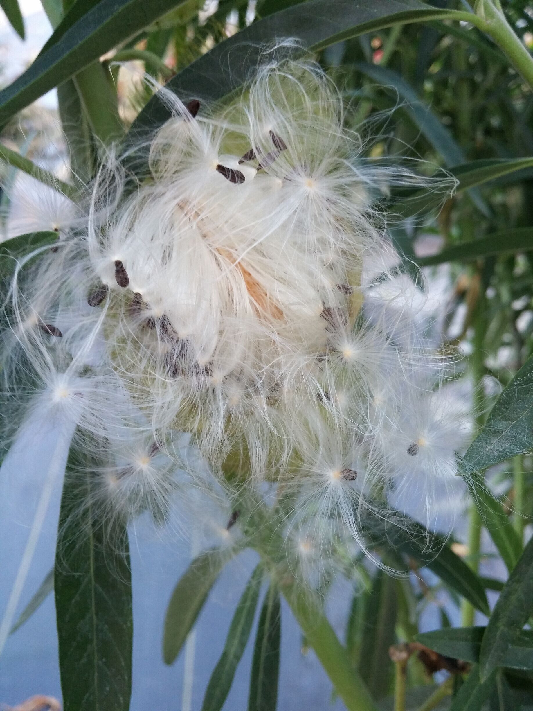 The bladder-like follicles of Gomphocarpus physocarpus expelling its seed. This plant is a species of milkweed native to southeast Africa. The fruit of the plant is a three inch in diameter, inflated spheroid, covered with rough hairs. Because of this attribute the plant is marketed in North America as a cut flower under the trade name 'Hairy Balls".