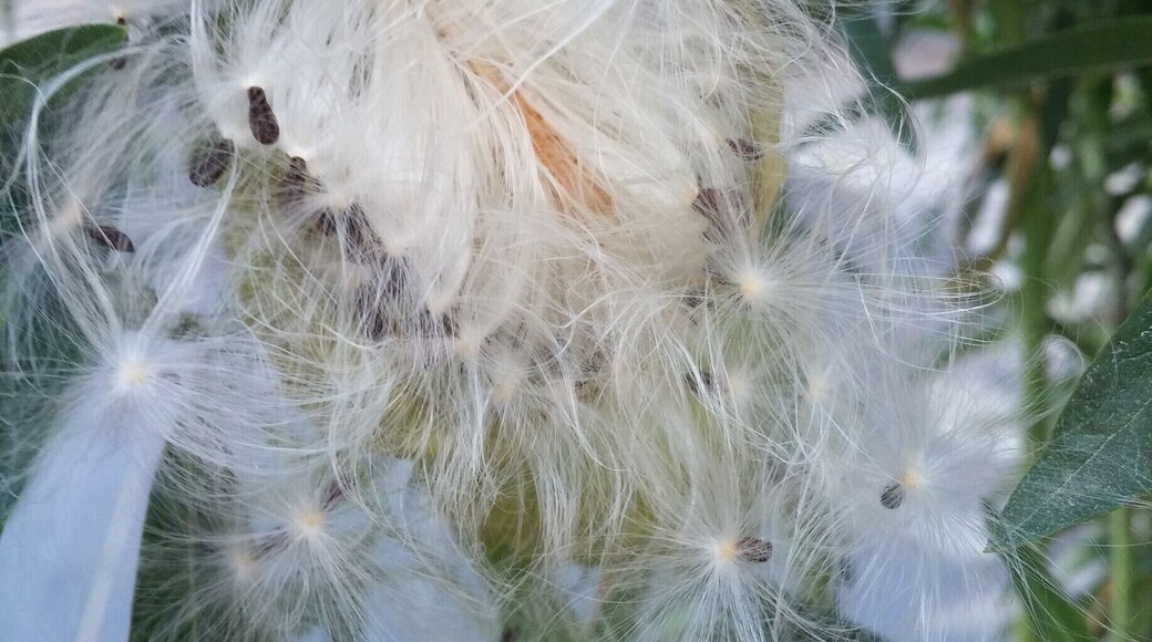 The bladder-like follicles of Gomphocarpus physocarpus expelling its seed. This plant is a species of milkweed native to southeast Africa. The fruit of the plant is a three inch in diameter, inflated spheroid, covered with rough hairs. Because of this attribute the plant is marketed in North America as a cut flower under the trade name 'Hairy Balls".