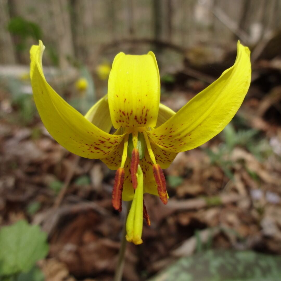 Yellow Trout Lily is named after the mottled pattern found on its leaves that resemble the skin of a trout.
Char-Mar Ridge Preserve is a 128 acre preserve with a 1.7 mile loop trail. Plenty of spring wildflowers and a pond with a wildlife viewing blind.