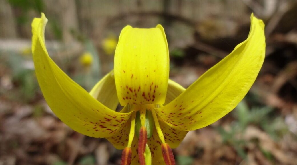 Yellow Trout Lily is named after the mottled pattern found on its leaves that resemble the skin of a trout.
Char-Mar Ridge Preserve is a 128 acre preserve with a 1.7 mile loop trail. Plenty of spring wildflowers and a pond with a wildlife viewing blind.