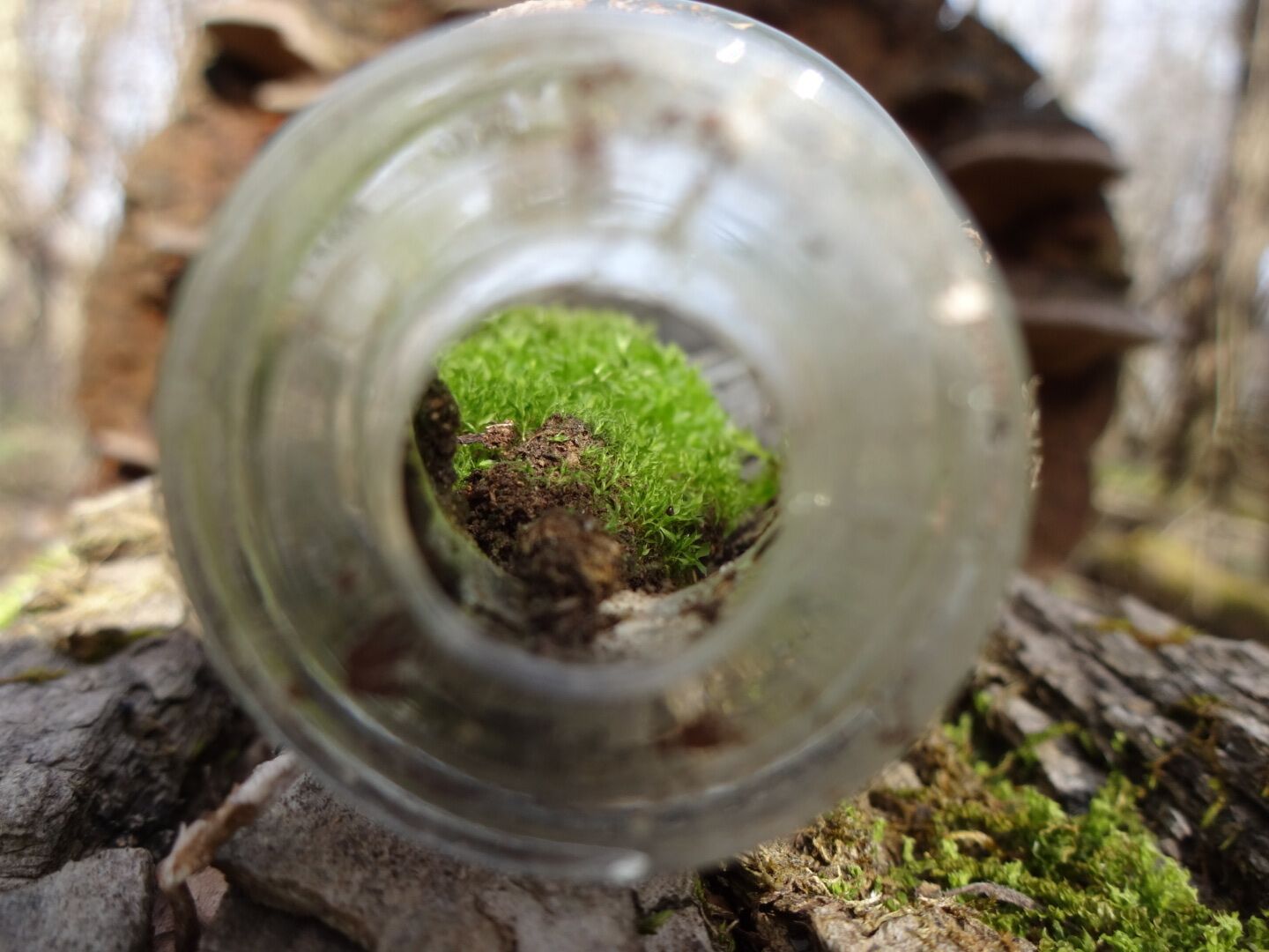 As a simple rule, I despise litter. However, on a rare occasion, nature puts a surprising twist on man's folly.

An old discarded glass bottle has been turned into a beautiful natural terrarium thanks to some opportunistic moss.

The Hoover Scenic Walkway originates on Walnut Street across from Miller Park beside the Galena Cemetery. The trail follows the old Penn Central Railroad bed has been converted into a ½-mile trail that traverses an old railroad bridge over the Little Walnut Creek. From the main trail, head down creek-side and follow the creek for a lengthier jaunt through the wilderness.