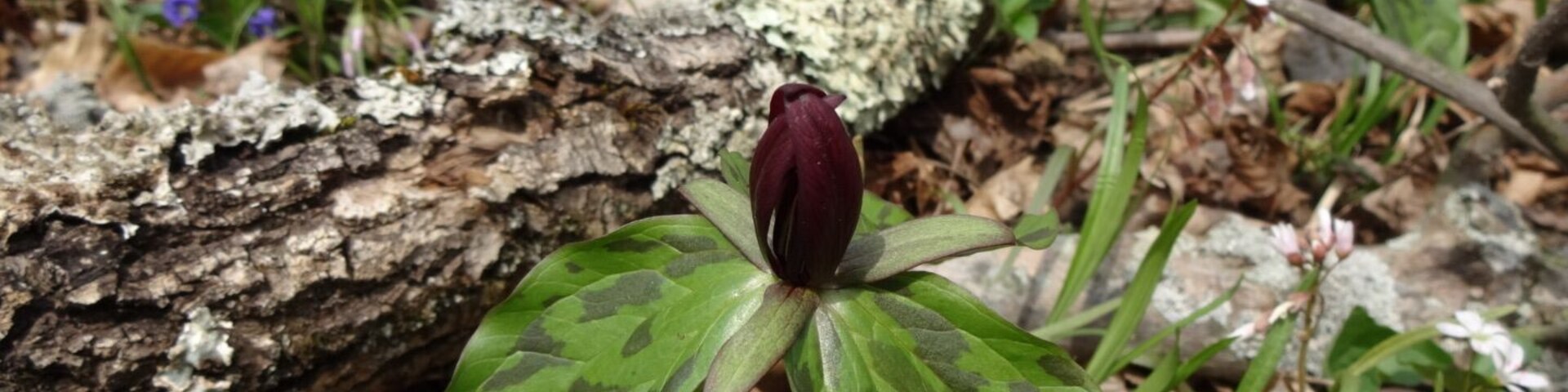A cornucopia or a smorgasbord of Ohio spring wildflowers.
Front and center is Toadshade (Trillium sessile) with its three red petals that remain upright.
Also in this shot are Yellow Trout Lily (Erythronium americanum), Spring Beauty (Claytonia virginica) and purple violas.
Char-Mar Ridge Preserve is a 128 acre preserve with a 1.7 mile loop trail. Plenty of spring wildflowers and a pond with a wildlife viewing blind.