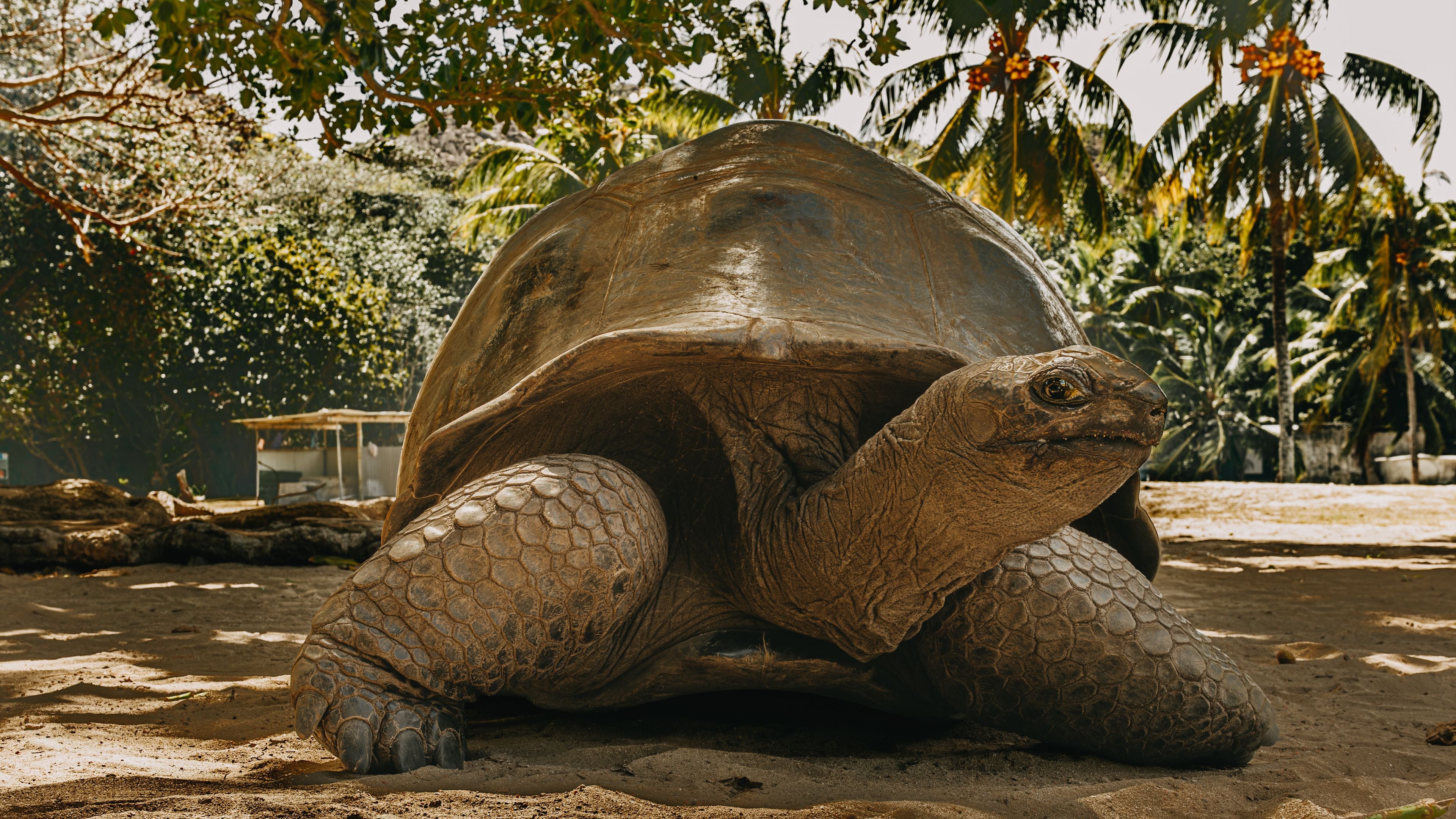 A tortoise on sandy ground with palm trees and a structure in the background.