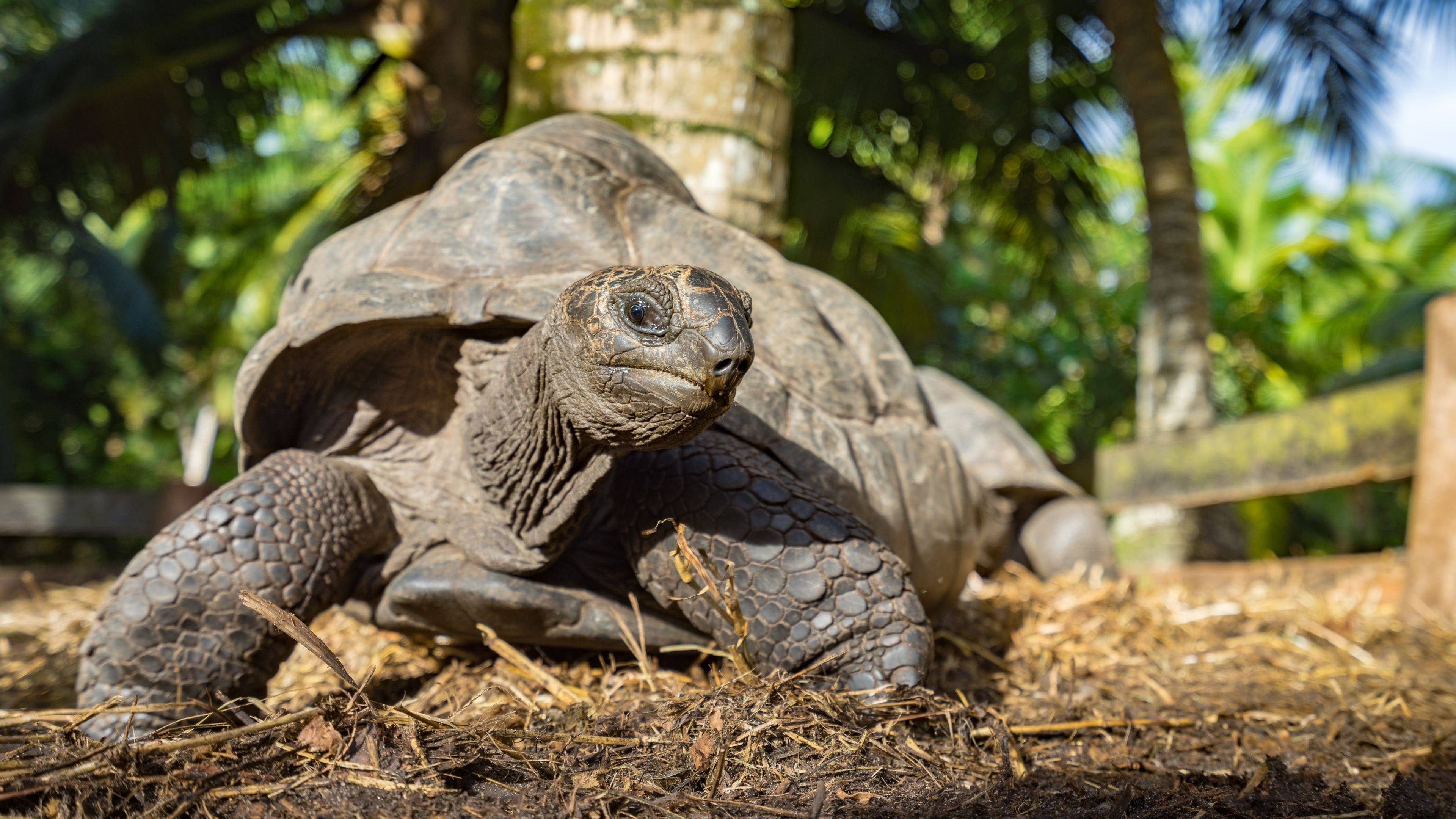 A large tortoise on the ground with a tree and foliage in the background.