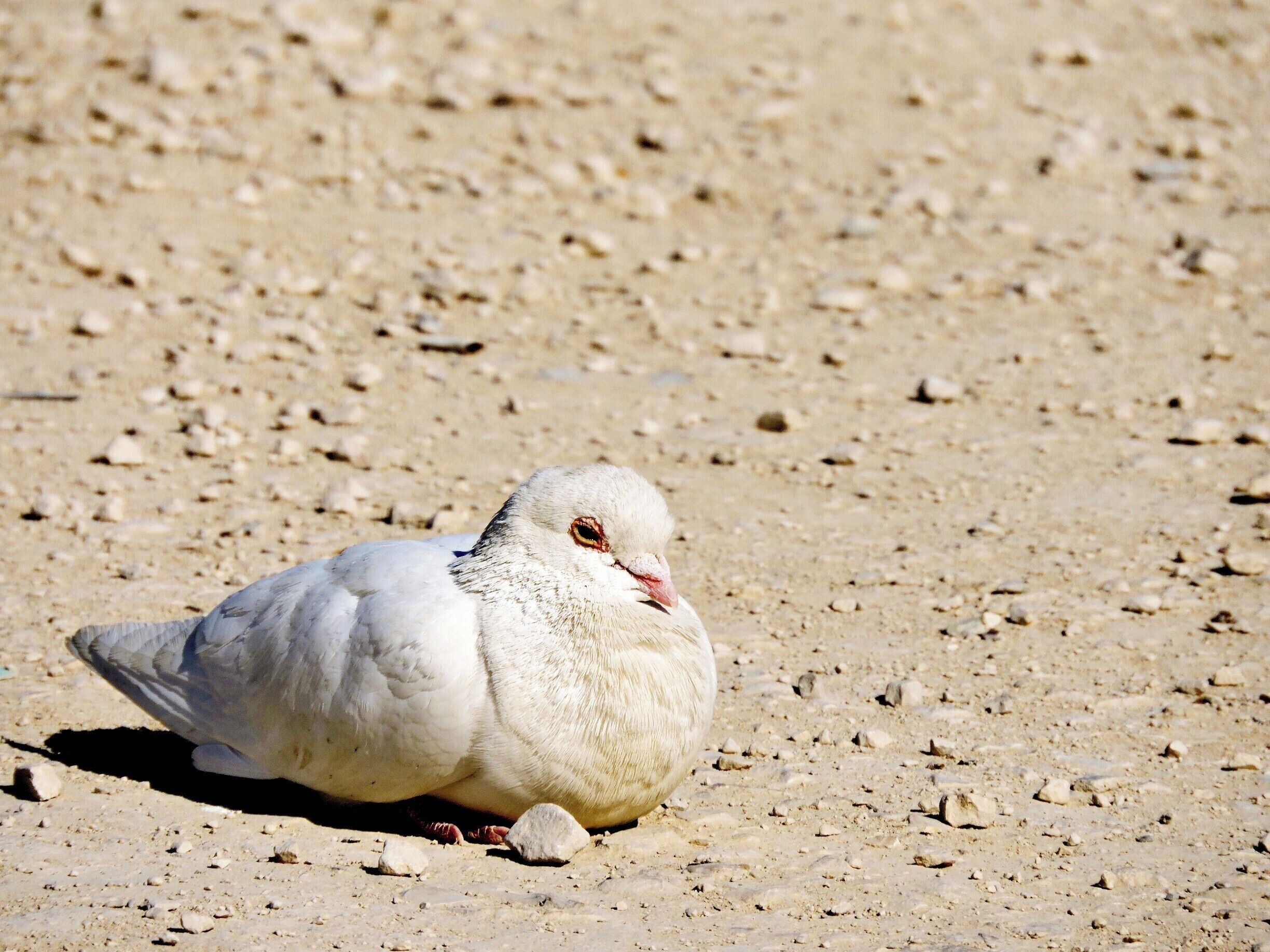 Dove of Peace Israel