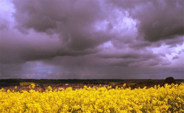 A field of yellow flowers under a cloudy sky.
