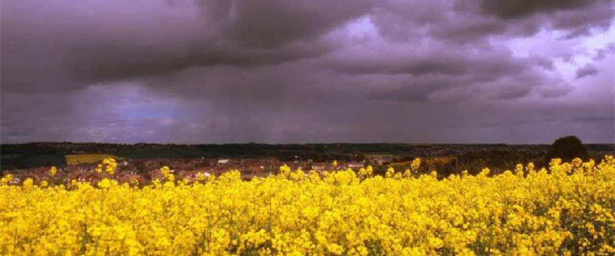 A field of yellow flowers under a cloudy sky.
