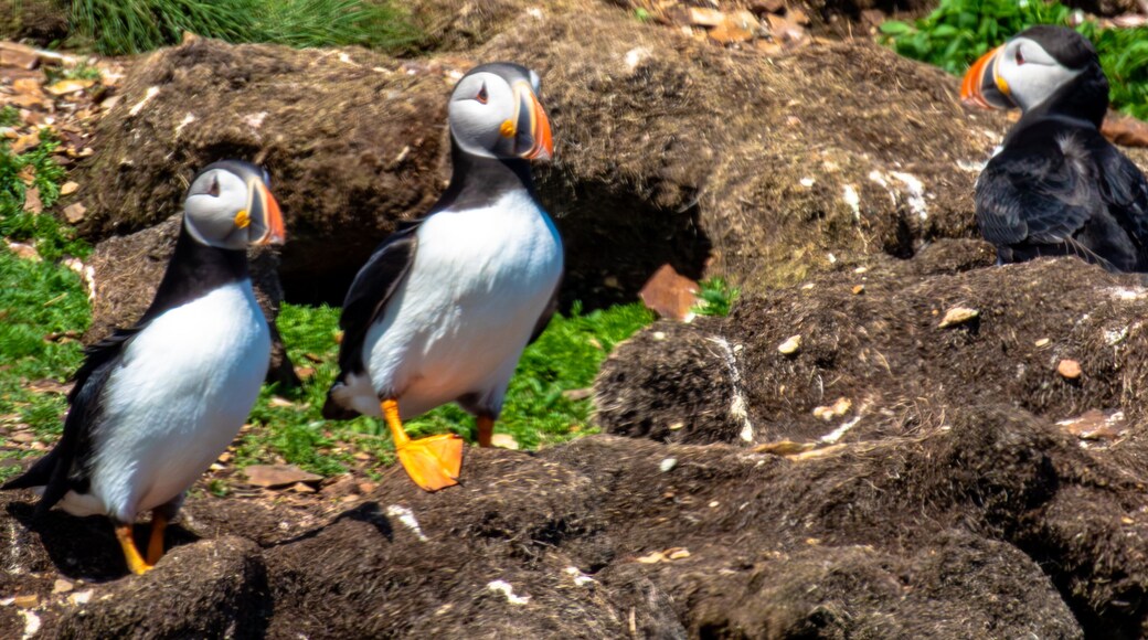single atlantic puffin or common puffin