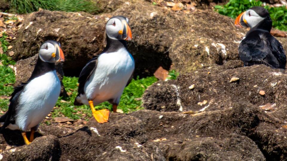 Three puffins standing on rocks with green grass and fallen leaves in the background.