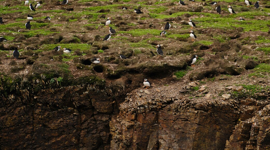 Puffins at their breeding grounds on the rocky Cliffs overlooking the Atlantic Ocean on Fogo Island in Newfoundland-Labrador