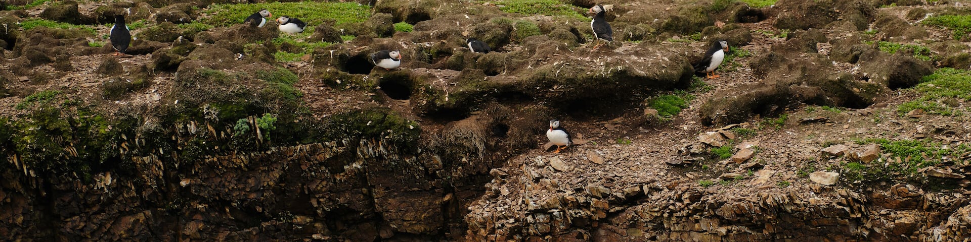 Puffins at their breeding grounds on the rocky Cliffs overlooking the Atlantic Ocean on Fogo Island in Newfoundland-Labrador