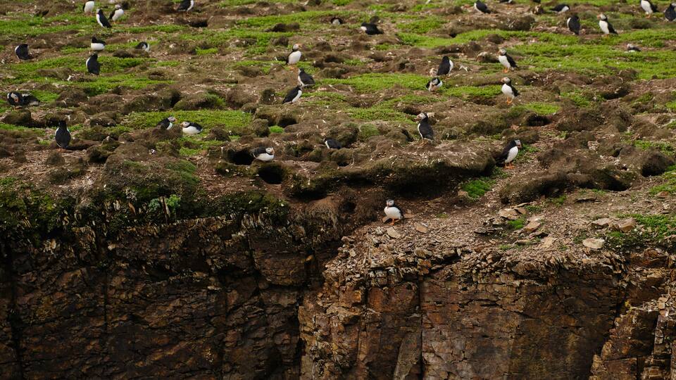 A rocky cliff with a flock of puffins scattered across the grassy terrain.
