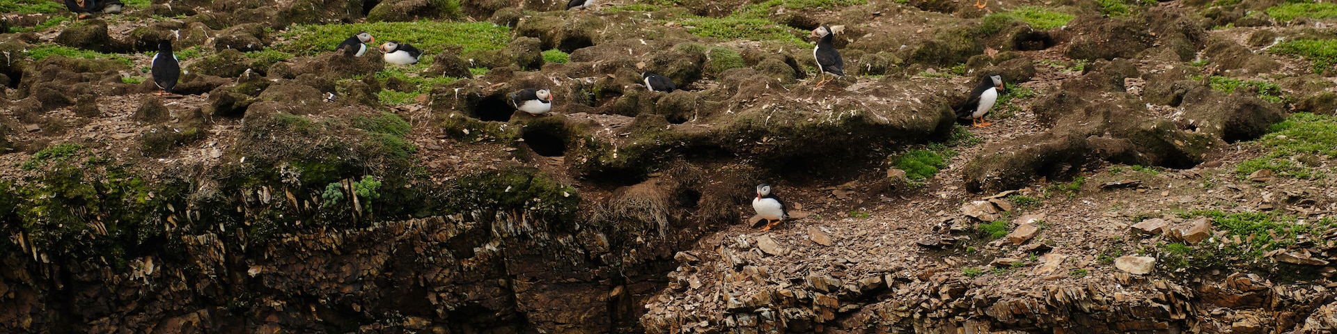 Puffins at their breeding grounds on the rocky Cliffs overlooking the Atlantic Ocean on Fogo Island in Newfoundland-Labrador