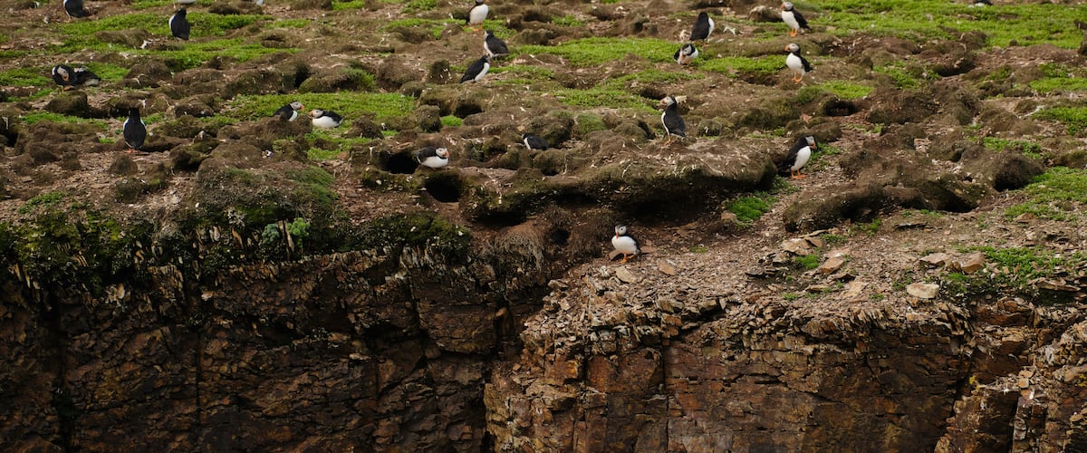 A rocky cliff with a flock of puffins scattered across the grassy terrain.