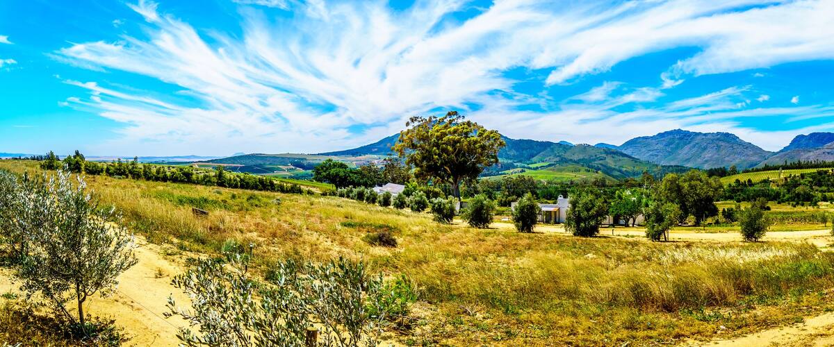 A rural landscape with a dirt road, olive trees, a large tree, and mountains in the background.