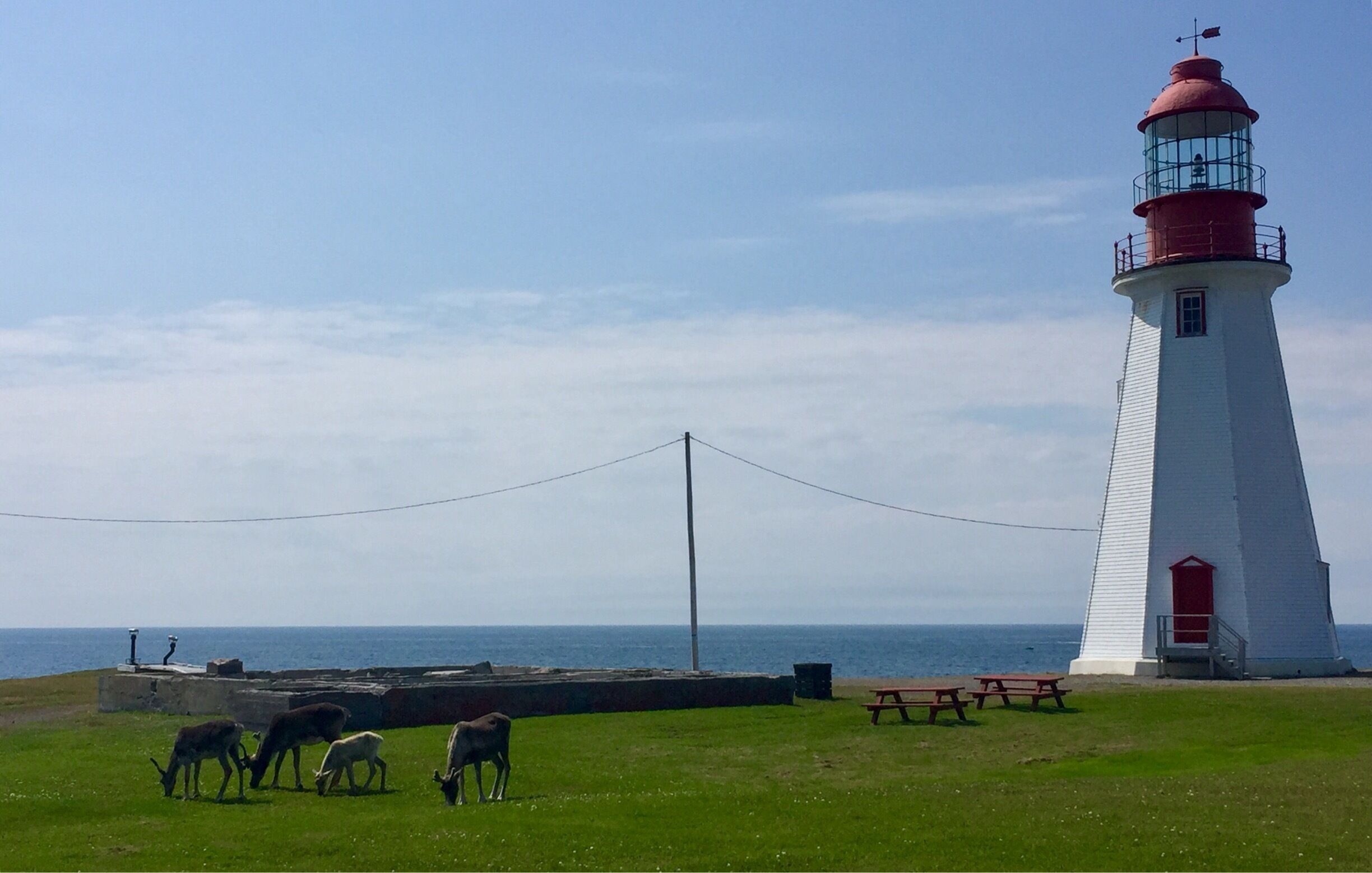 A white lighthouse with a red top, a picnic table, and grazing goats on a grassy area by the sea.