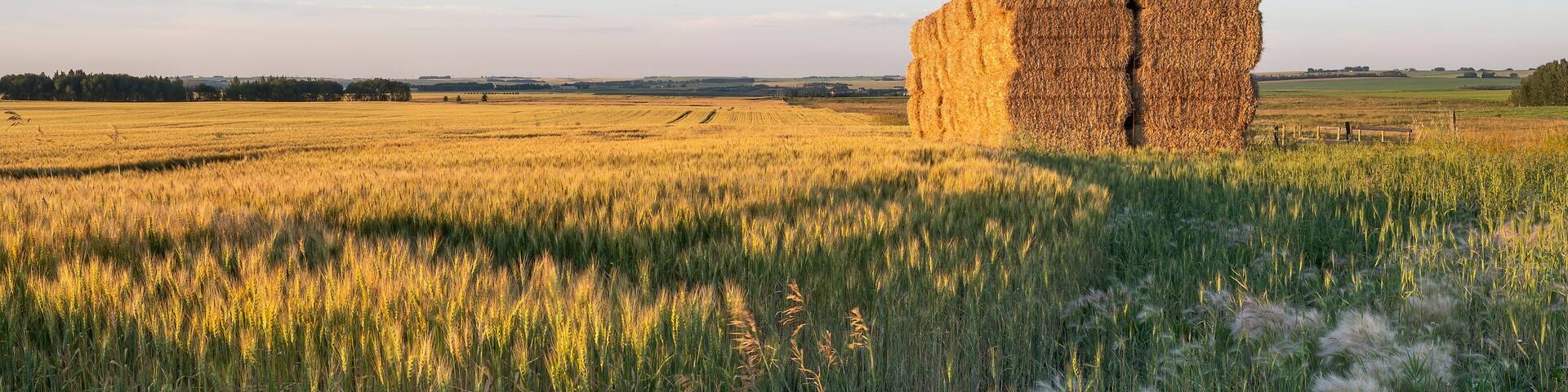 A stack of straw bales at the side of a wheat field near Crossfield, Alberta, Canada