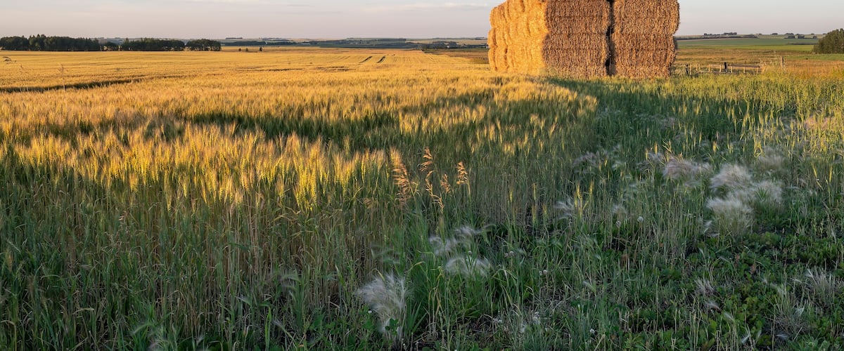 A field with hay bales and tall grass.