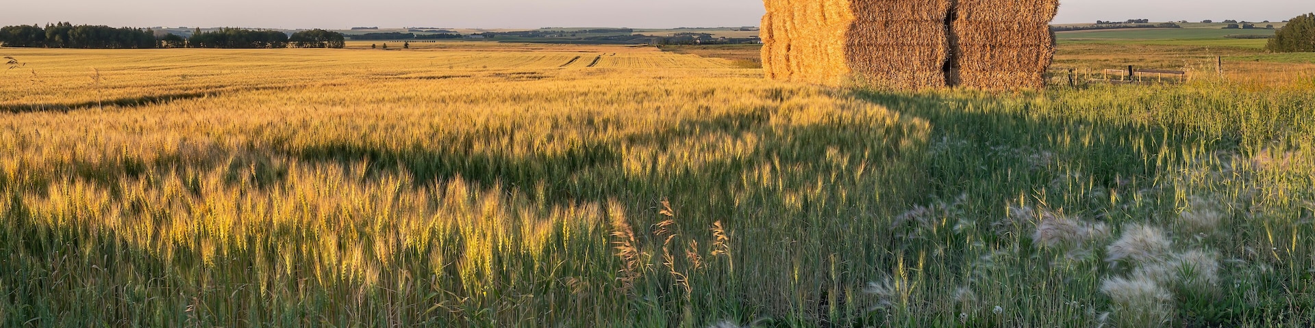 A field with hay bales and tall grass.