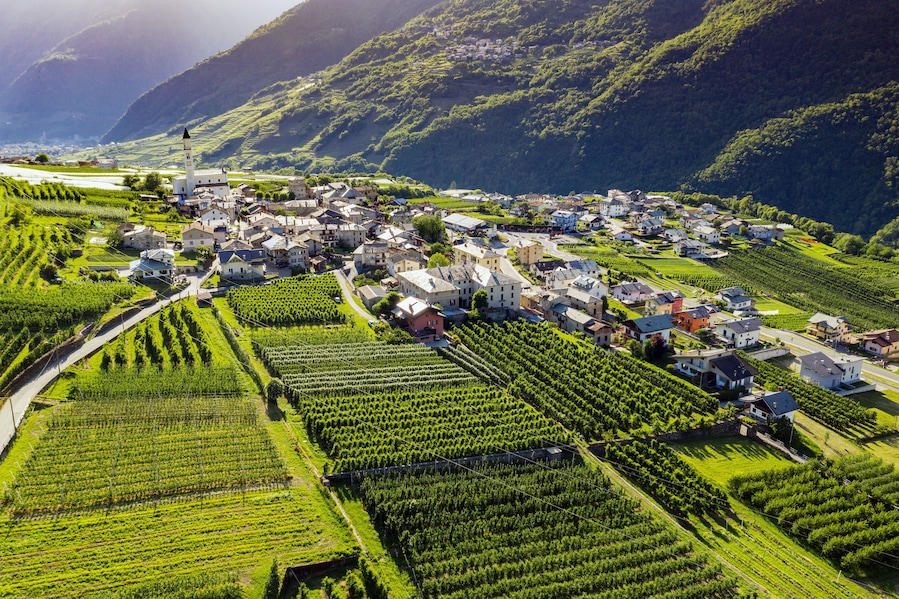 Aerial view of apple orchards and vineyards in Sernio in Valtellina, Italy