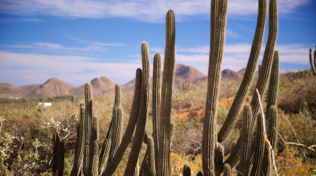 Cabo Pulmo showing landscape views and desert views