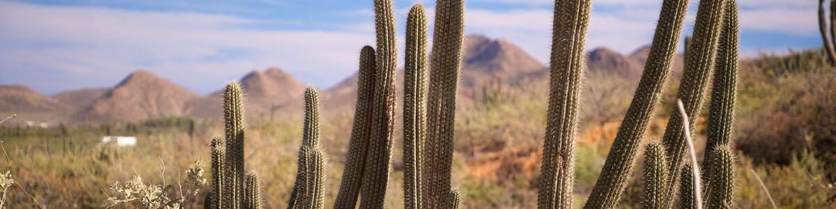 Cabo Pulmo showing landscape views and desert views