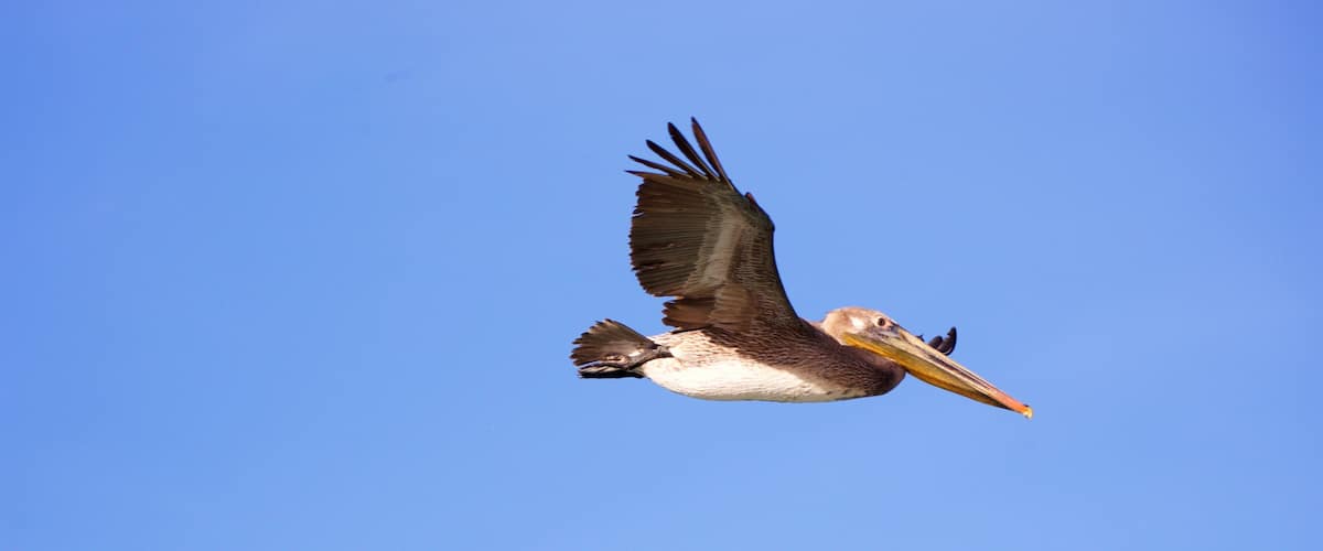A pelican flying against a clear blue sky.
