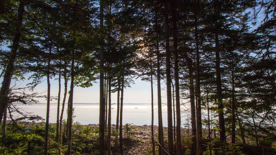 A dense forest with tall trees and a view of the ocean in the background.