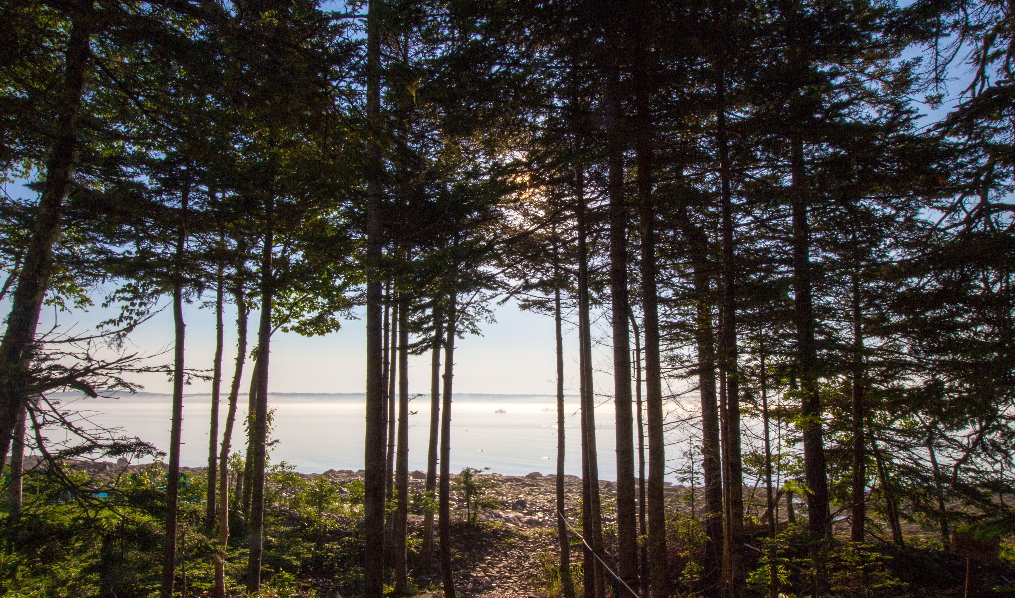 A dense forest with tall trees and a view of the ocean in the background.