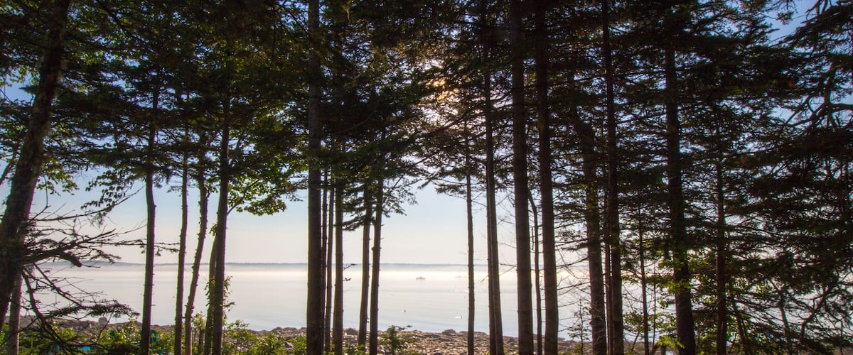 A dense forest with tall trees and a view of the ocean in the background.