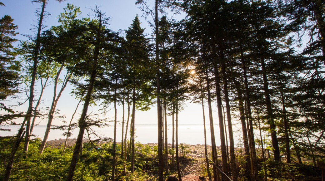 Foggy Morning, Gouldsboro Bay, Maine