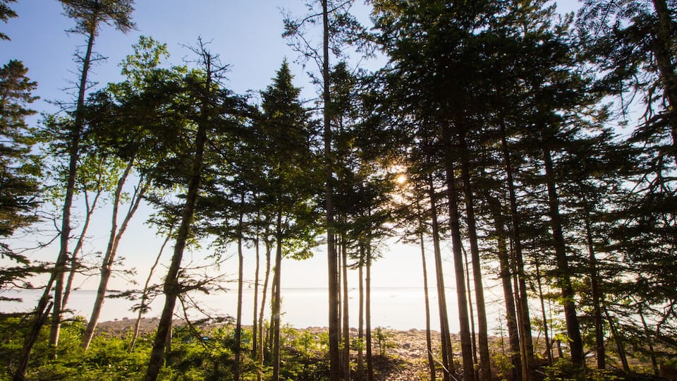 A forest with tall trees and a view of the ocean.