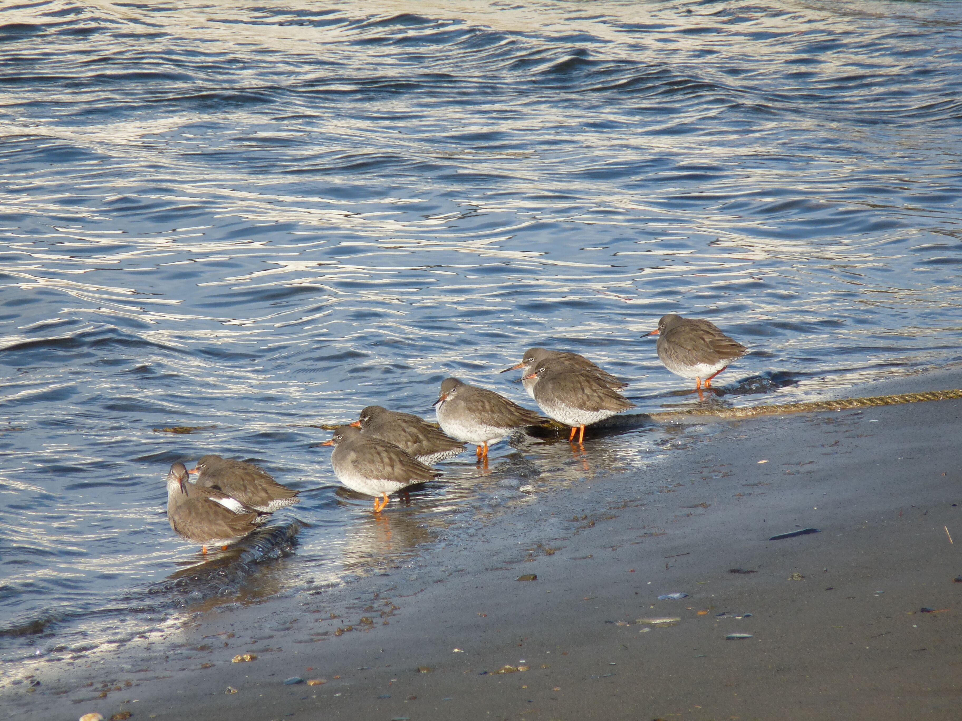 Latin name Tringa totanus Family Sandpipers and allies (Scolopacidae) Overview As its name suggests, redshanks' most distinctive features are their bright orange-red legs. They have a medium-length bill with an orange base to match, brown speckled back and wings and paler belly. Where to see them Redshanks breed in damp places like saltmarshes, flood meadows and around lakes, but during winter you'll see lots more of them on estuaries and coastal lagoons – as many as half of these birds may be from Iceland. The greatest concentrations of breeding birds are in parts of Scotland and north-west England. When to see them At any time of year. What they eat Redshanks hunt for insects, earthworms, molluscs and crustaceans by probing their bills into soil and mud.