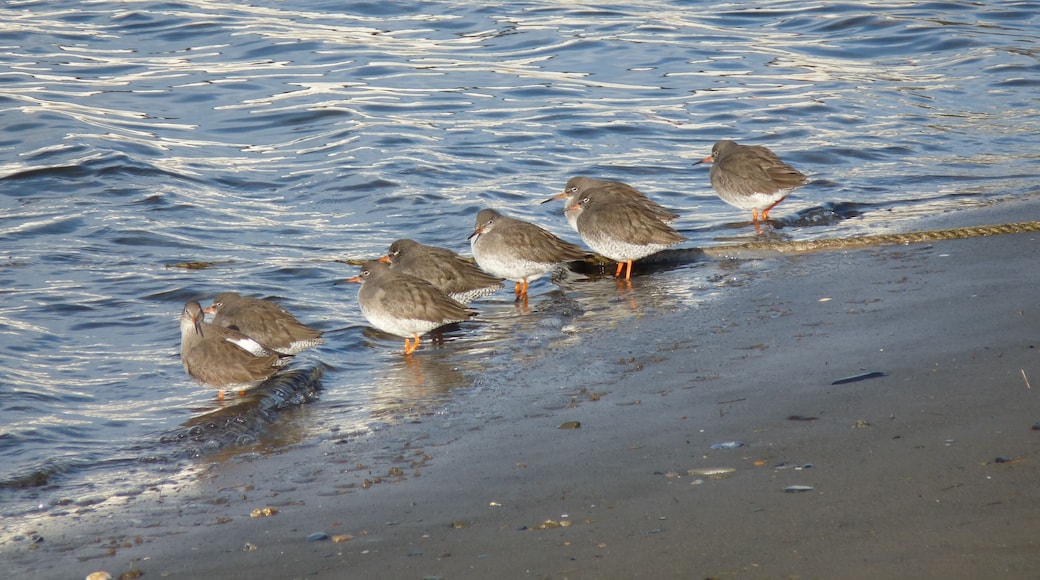 Latin name Tringa totanus Family Sandpipers and allies (Scolopacidae) Overview As its name suggests, redshanks' most distinctive features are their bright orange-red legs. They have a medium-length bill with an orange base to match, brown speckled back and wings and paler belly. Where to see them Redshanks breed in damp places like saltmarshes, flood meadows and around lakes, but during winter you'll see lots more of them on estuaries and coastal lagoons – as many as half of these birds may be from Iceland. The greatest concentrations of breeding birds are in parts of Scotland and north-west England. When to see them At any time of year. What they eat Redshanks hunt for insects, earthworms, molluscs and crustaceans by probing their bills into soil and mud.