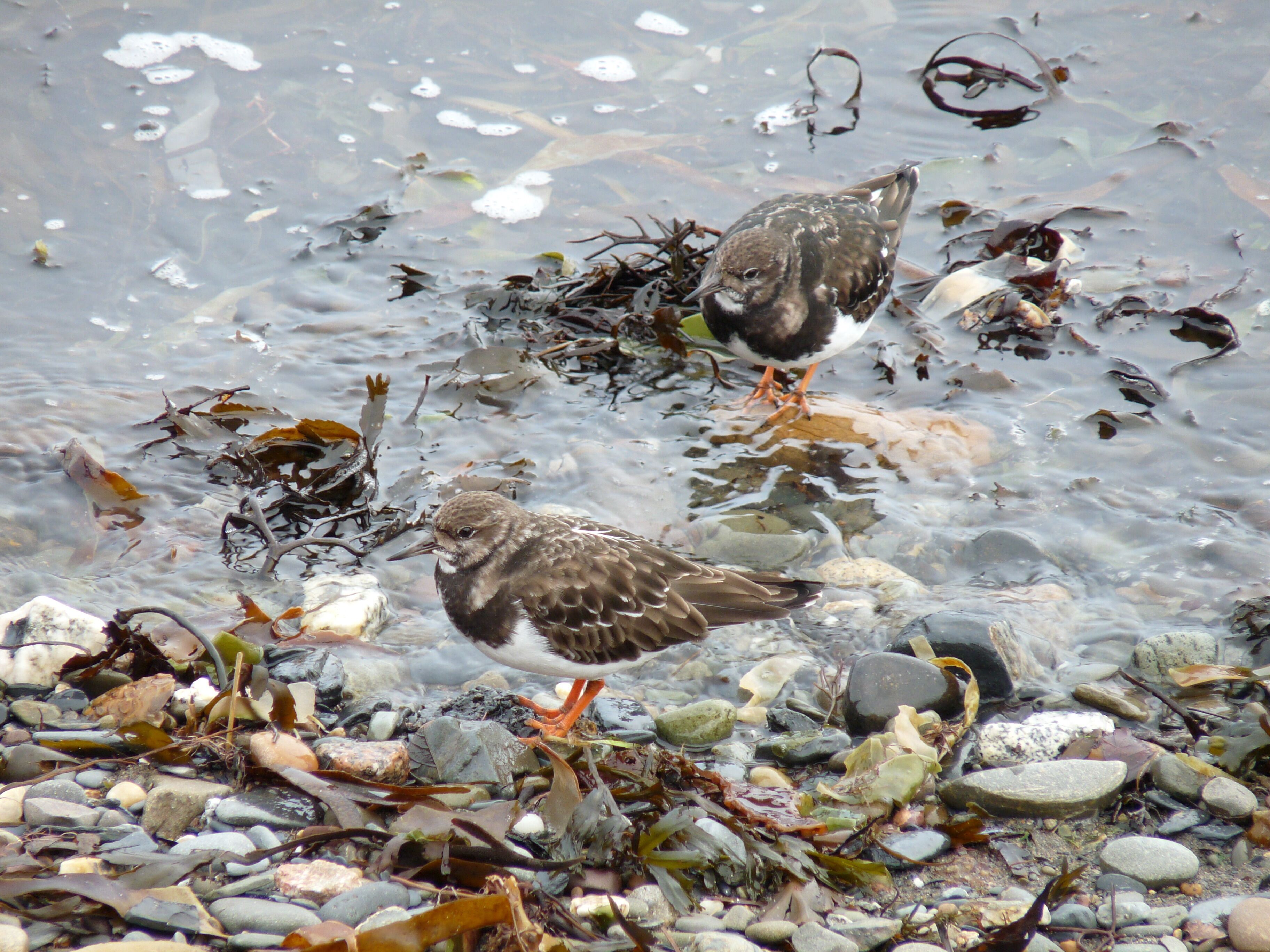 Latin name Arenaria interpres Family Sandpipers and allies (Scolopacidae) Overview Smaller than a redshank, turnstones have a mottled appearance with brown or... Where to see them ... When to see them Present for most of the year. Birds from Northern Europe pass through in July... What they eat Insects, crustaceans and molluscs.