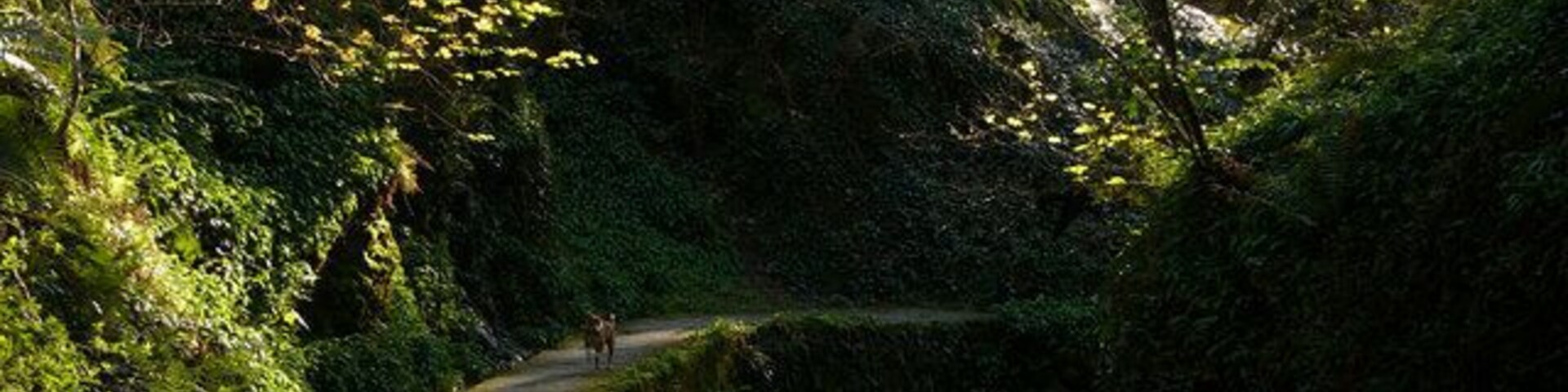 Glen Maye, evening sunlight