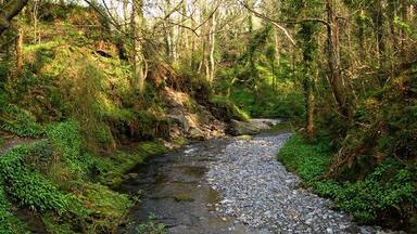A narrow stream flowing through a forested area with dense vegetation and rocky banks.