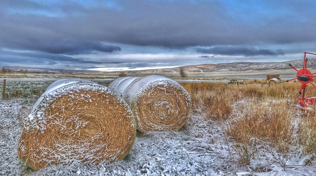 First snow of the year on the cattle farm.
#Trovember