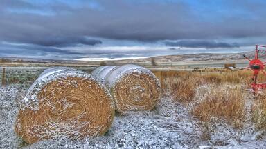 First snow of the year on the cattle farm.
#Trovember