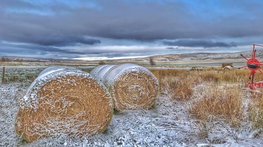 First snow of the year on the cattle farm.
#Trovember