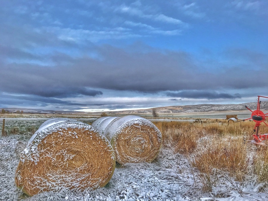 First snow of the year on the cattle farm.
#Trovember