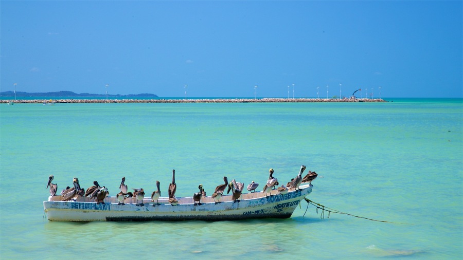 Seybaplaya which includes bird life, tropical scenes and general coastal views