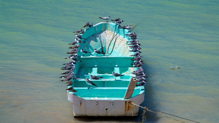 Seybaplaya bevat vogels en algemene kustgezichten