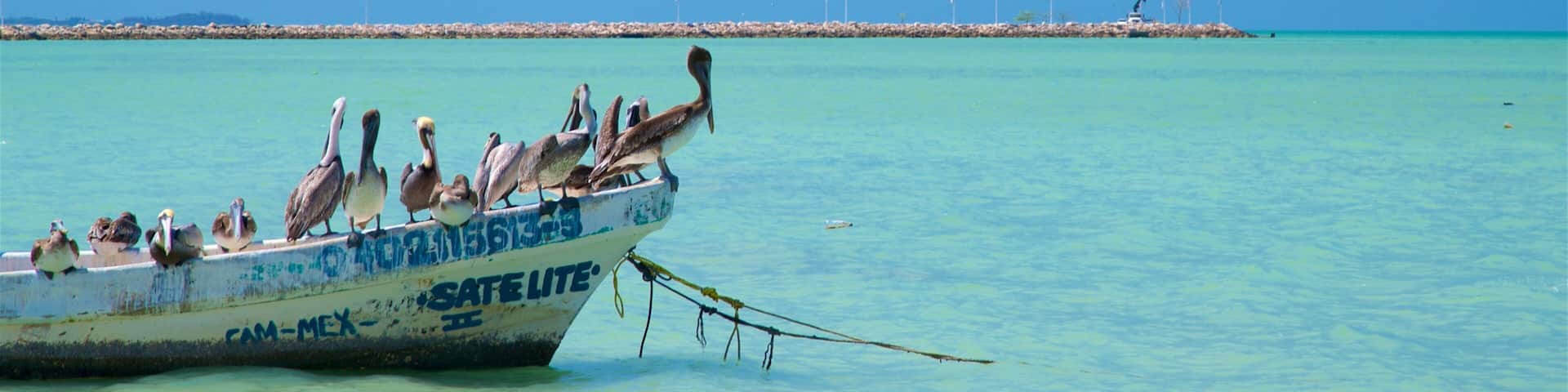 Seybaplaya which includes bird life, general coastal views and tropical scenes