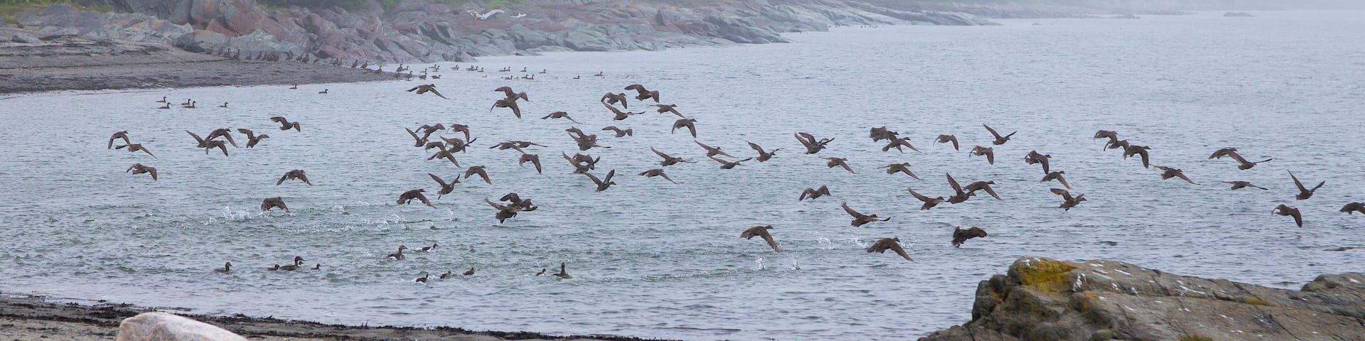Flock of female common eider ducks flying away over the St. Lawrence River next to island off Rivière du-Loup, with beach in soft focus foreground, Quebec, Canada