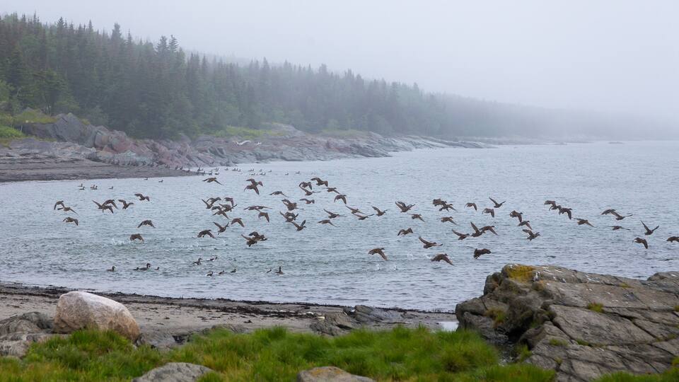 A rocky shoreline with a forested background and a flock of birds flying over the water.
