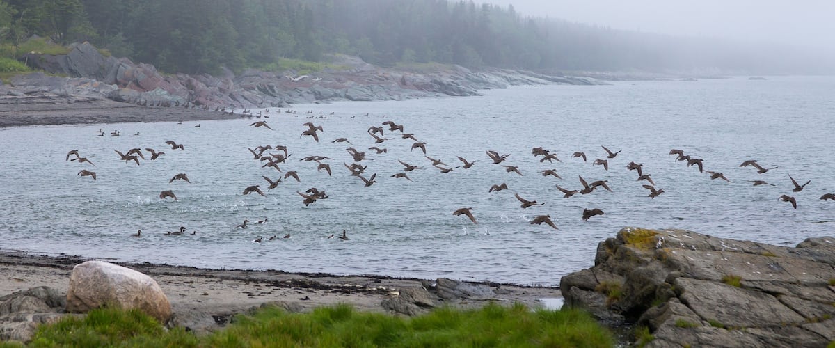 A rocky shoreline with a forested background and a flock of birds flying over the water.