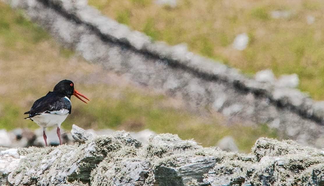 Oyster catcher down by hillside 