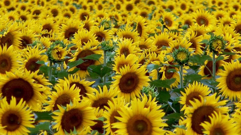 sunflower field 4