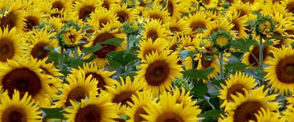 A sunflower field with a dense arrangement of sunflowers.